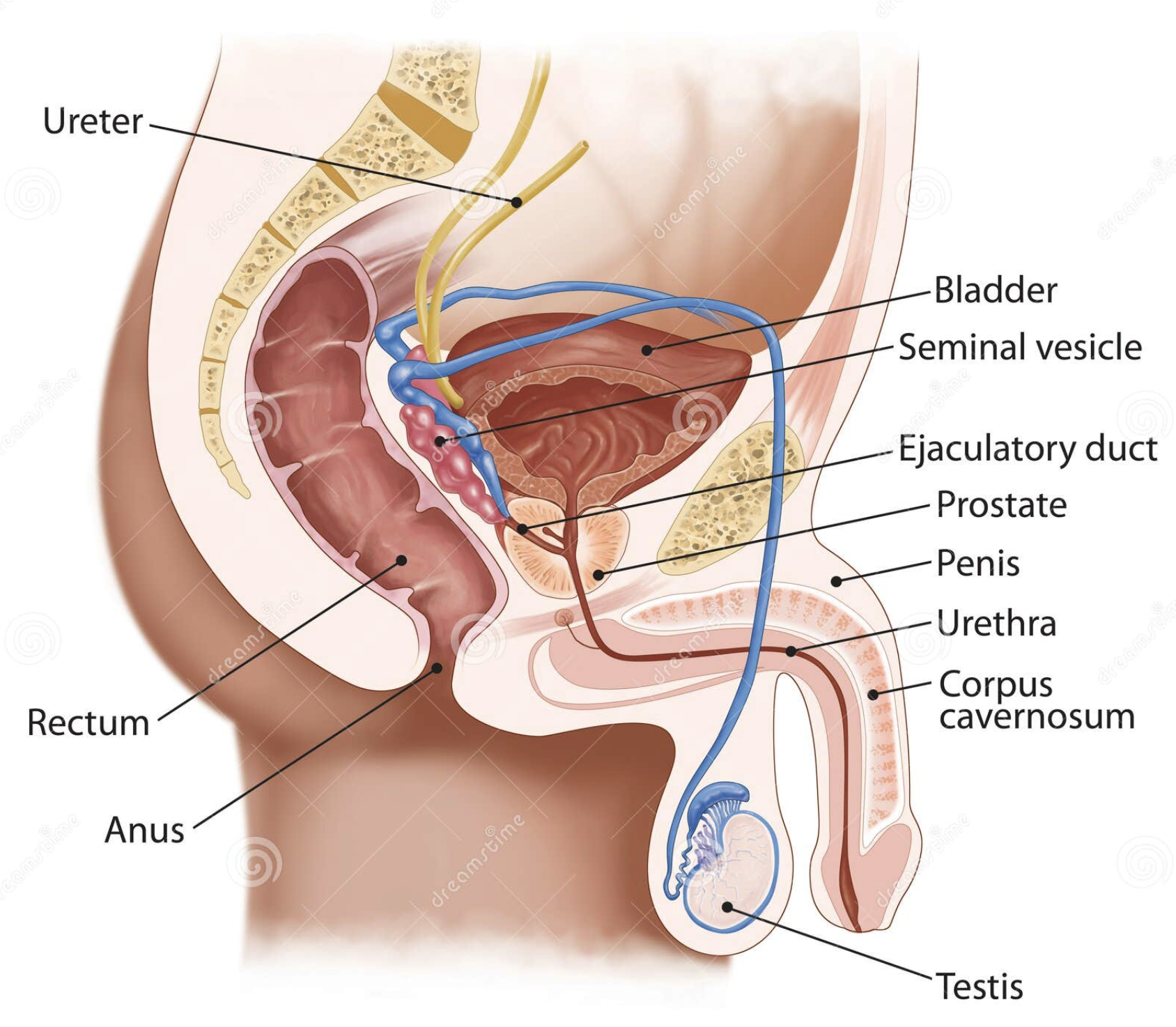 male urinary system illustration, male reproductive organs diagram, bladder anatomy, male reproductive system, cross-section male urinary system, penis anatomy, medical illustration male urinary tract, testicles illustration, prostate diagram, prostate gland, enlarged prostate, male anatomy drawing, colon end illustration, anus anatomy diagram, male genital anatomy artwork, detailed male urogenital system, male pelvic organs diagram, reproductive system cross-section, male reproductive health illustration, human male urinary system drawing, educational male anatomy chart, male pelvic floor anatomy, internal male reproductive organs, medical illustration, seminal, male bladder, male reproductive