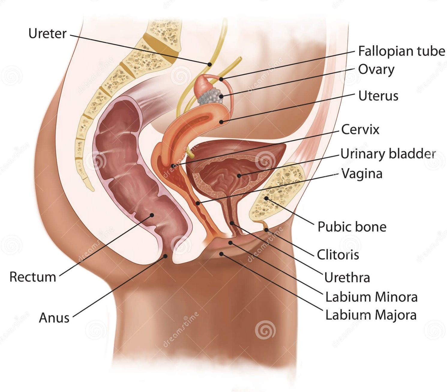 female urinary system illustration, female reproductive organs diagram, cross-section female urinary system, bladder anatomy, vagina anatomy, medical illustration female urinary tract, ovaries illustration, clitoris diagram, female anatomy drawing, colon end illustration, anus anatomy diagram, female genital anatomy artwork, detailed female urogenital system, female pelvic organs diagram, reproductive system cross-section, female reproductive health illustration, human female urinary system drawing, educational female anatomy chart, female pelvic floor anatomy, internal female reproductive organs, female genitalia anatomy graphic, female reproductive system artwork, female urinary tract cutaway, women&amp;amp;amp;#39;s health anatomy diagram
