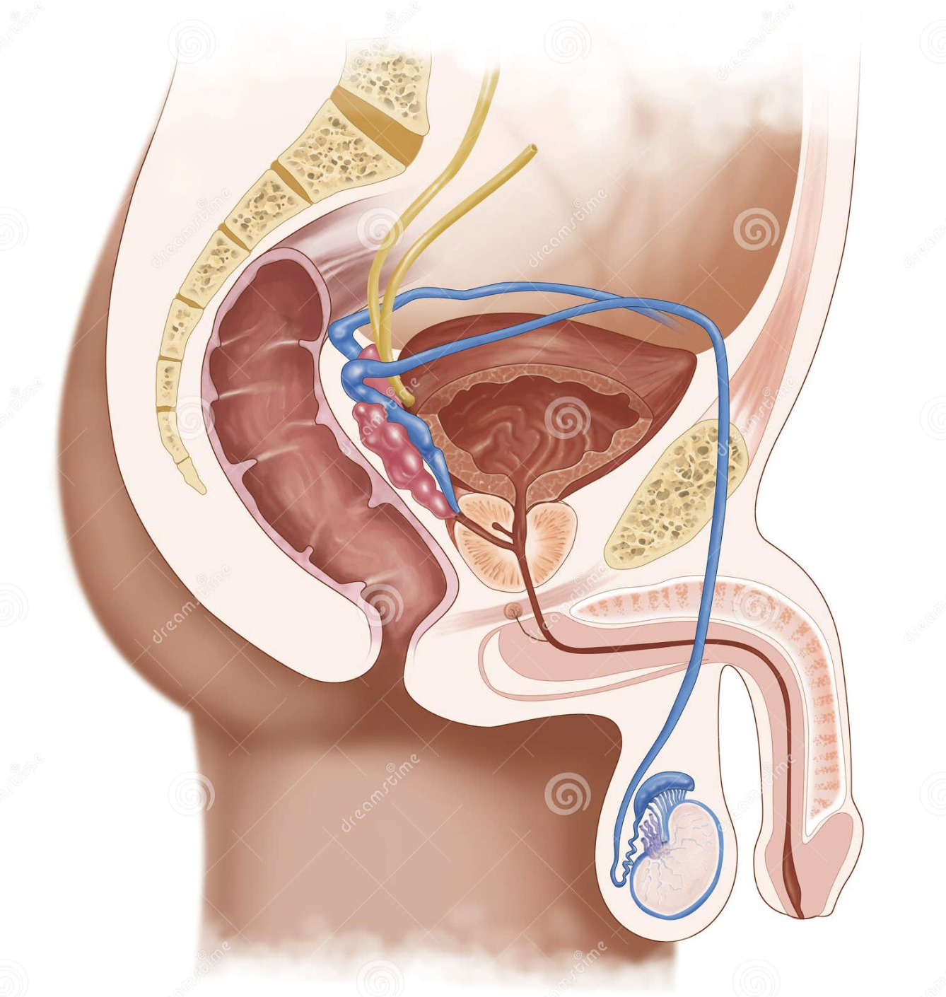 male urogenital system, male urinary system, male reproductive system, human anatomy, medical illustration, anatomical diagram, male pelvic organs, prostate gland, urinary bladder, penis anatomy, testicles, urethra, seminal vesicle, vas deferens, internal male organs, male genital anatomy, cross section anatomy, sagittal section, cutaway view, medical anatomy illustration, healthcare education