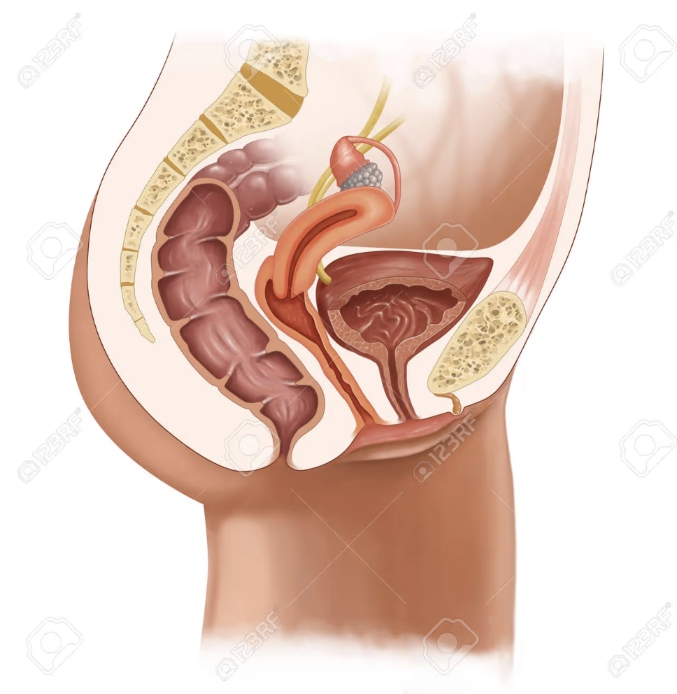 female urinary system illustration, female reproductive organs diagram, bladder anatomy, cross-section female urinary system, ovaries illustration, medical illustration female urinary tract, female anatomy drawing, vagina anatomy, female genital anatomy artwork, human female urinary system drawing, educational female anatomy chart, clitoris diagram, colon end illustration, anus anatomy diagram, female reproductive health illustration, detailed female urogenital system, female pelvic organs diagram, reproductive system cross-section, female pelvic floor anatomy, nternal female reproductive organs, female genitalia anatomy graphic, female reproductive system artwork, female urinary tract cutaway, women's health anatomy diagram