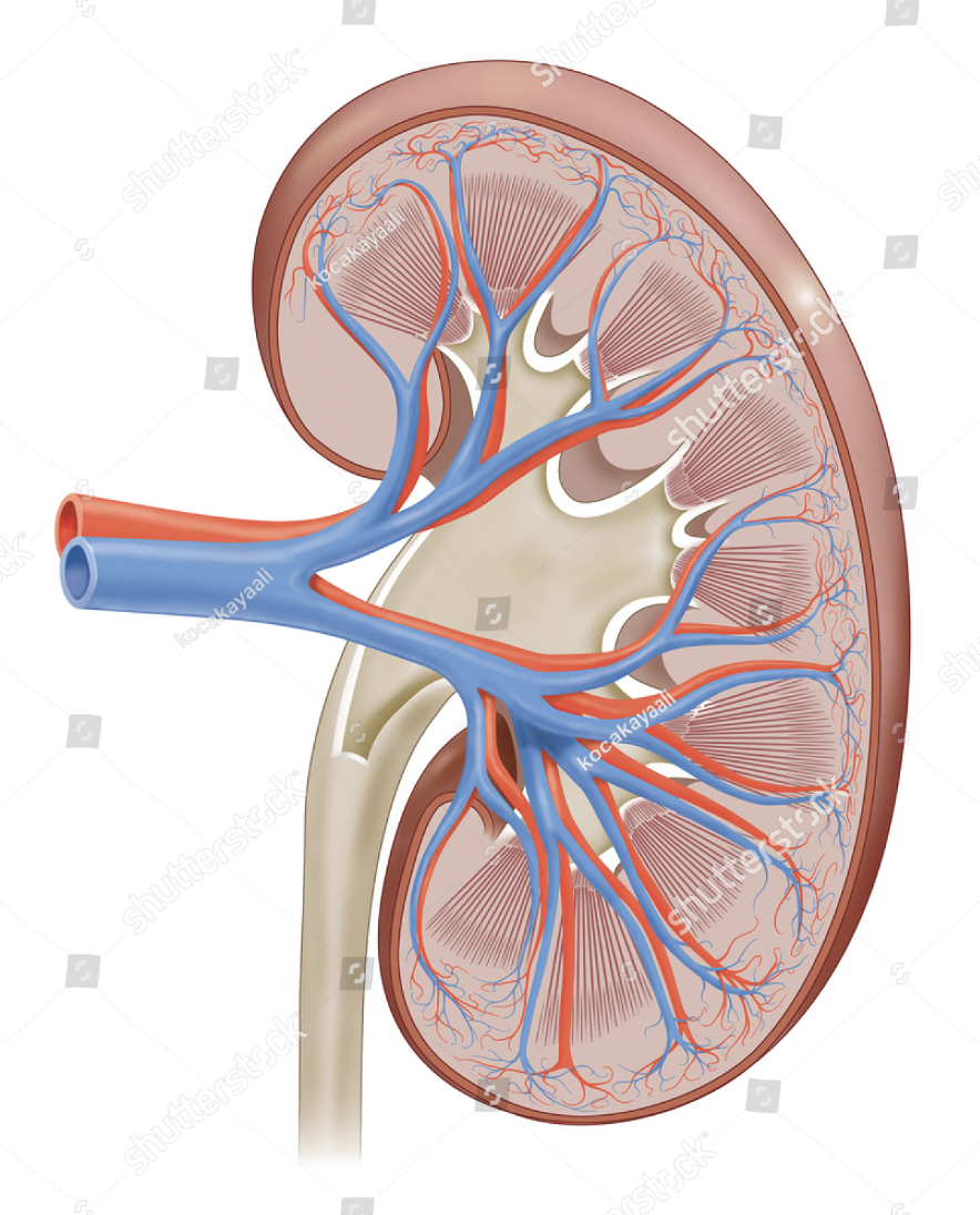 detailed kidney anatomy, cross-sectional kidney diagram, anatomical kidney section, human kidney anatomy, human internal organ, human kidney cross-section, healthcare and medicine, nephrology illustration, renal anatomy, kidney anatomy drawing, urinary system diagram, renal structure, renal physiology, blood filtering, kidney renal pelvis illustration, blood purification, human anatomy, internal organ, internal structure of kidney, kidney blood vessels anatomy, kidney interior illustration, realistic kidney anatomy, kidney renal tubules diagram