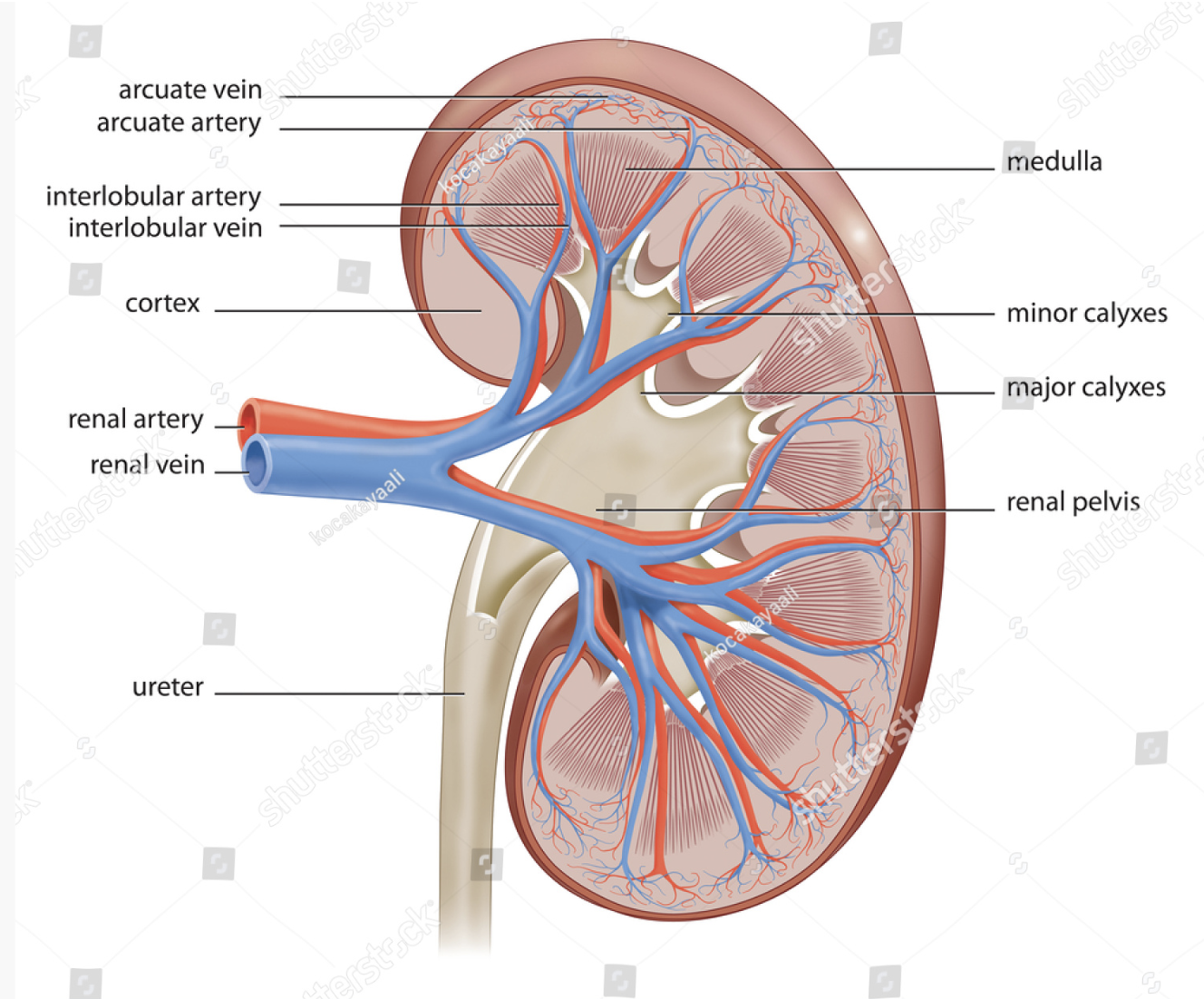cross-sectional kidney diagram, anatomical kidney section, detailed kidney anatomy, human kidney illustration, human kidney, kidney blood vessels anatomy, kidney diagram cross-section, blood filtering, internal structure of kidney, blood purification, health care, healthcare, kidney cortex diagram, kidney medulla anatomy, human anatomy, internal organ, kidney, kidney anatomy drawing, kidney collecting ducts diagram, kidney diagram, kidney glomerulus structure, realistic kidney anatomy, kidney interior illustration, kidney interior view, kidney lobes illustration, healthy, kidney nephron structure, kidney renal pelvis illustration, kidney renal tubules diagram, kidney slice illustration, kidney stone, kidney structure diagram, medical illustration, realistic kidney cutaway, renal system illustration