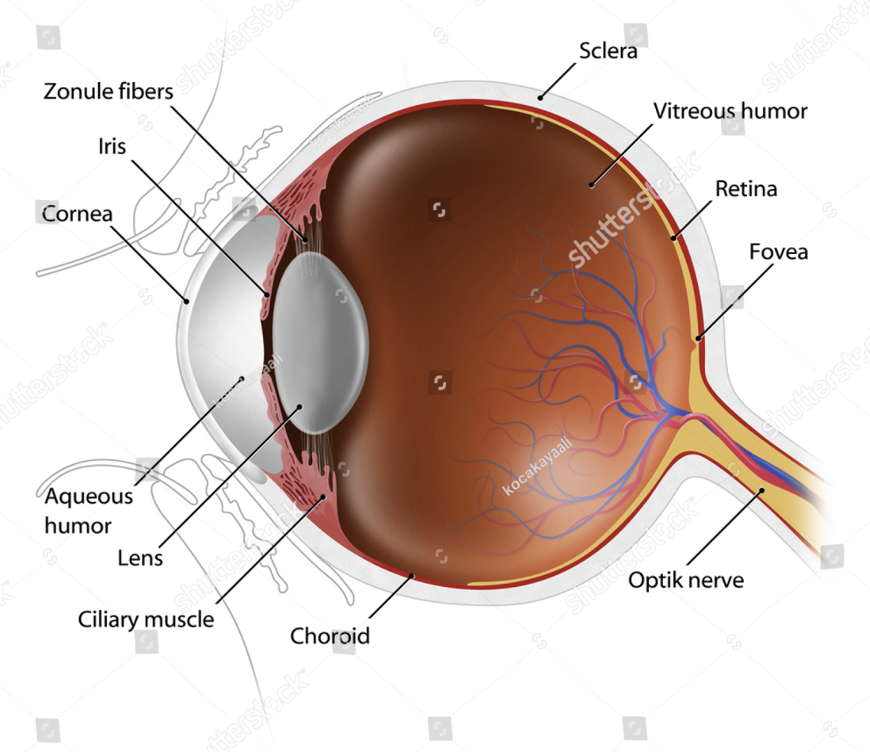 human eyeball cross-section, human eye cross-section, lens, eye anatomy illustration, eye anatomy, eyeball, cross-section, retina, iris, cornea, fovea, optic, medical, cataract, biology, human eye internal structure illustration, anatomy of the eyeball, detailed eyeball, human eye cataract, internal structure of the eye, ophthalmology illustration, anatomy of the retina, cornea anatomy, eye science graphics, eye surgery, medical illustration, ophthalmic cross-section, seeing eye
