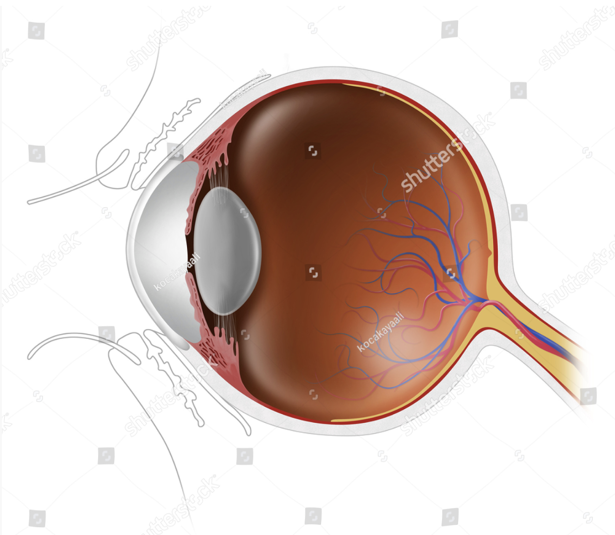 eye anatomy, human eyeball cross-section, eyeball, cross-section, retina anatomy, iris anatomy, cornea, human eye internal structure illustration, eye anatomy illustration, internal structure of the eye, lens, fovea, optic, medical, cataract, biology, human eye cross-section, anatomy of the eyeball, detailed eyeball, human eye cataract, ophthalmology illustration, anatomy of the retina, cornea anatomy, eye science graphics, eye surgery, medical illustration, ophthalmic cross-section, seeing eye