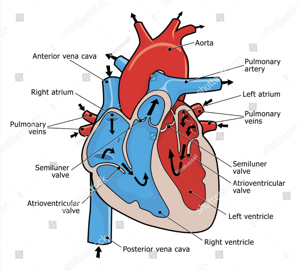 heart anatomy, heart chambers, heart valves, aorta artery, coronary arteries, pulmonary veins, cardiac structure, cardiovascular system, medical illustration, anatomical diagram, heart diagram, blood flow direction, circulatory system, arterial blood heart, ventricles, atria, cardiac valves, aortic arch, superior vena cava, inferior vena cava, blood pressure, blood circulatory system, varicose veins, arteries, veins, aorta