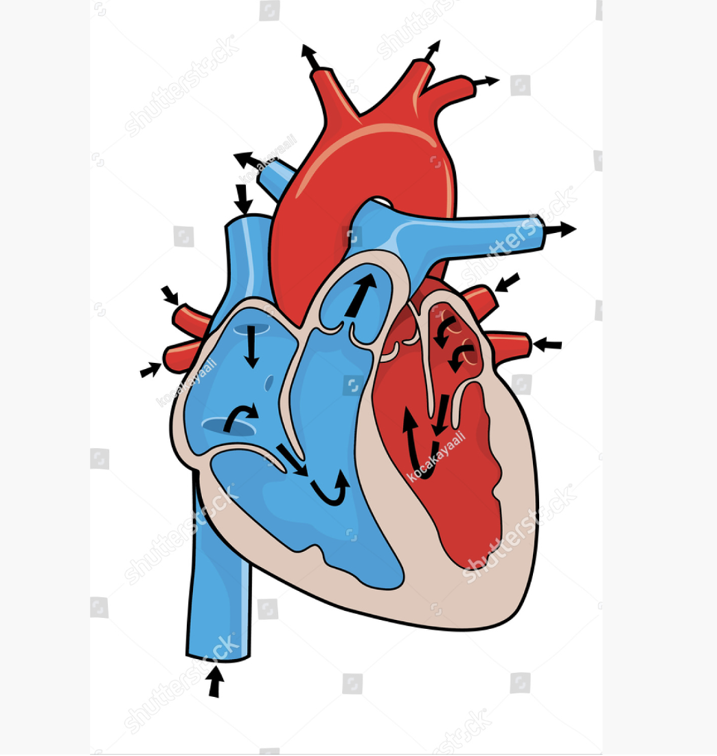 heart anatomy, heart chambers, heart valves, aorta artery, coronary arteries, pulmonary veins, cardiac structure, arterial blood heart, cardiovascular system, medical illustration, anatomical diagram, heart diagram, blood flow direction, circulatory system, ventricles, atria, cardiac valves, aortic arch, superior vena cava, inferior vena cava, blood pressure, blood circulatory system, varicose veins, arteries, veins, aorta