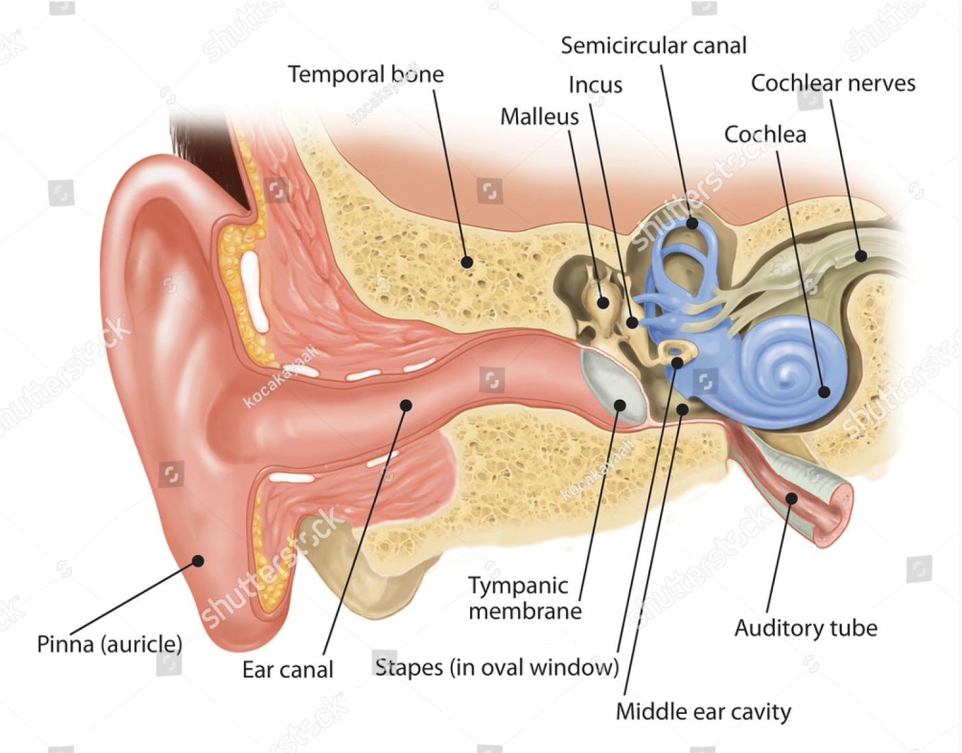human ear, ear anatomy, inner ear diagram, ear canal illustration, ear structure, ear anatomy drawing, ear cross-section artwork, ear internal structure, ear illustration, ear diagram, ear anatomy artwork, ear anatomy diagram, ear anatomy illustration, middle ear anatomy, outer ear structure, inner ear anatomy, ear anatomy cross section, ear anatomy diagram with labels, ear structure illustration, auditory system anatomy, medical illustration