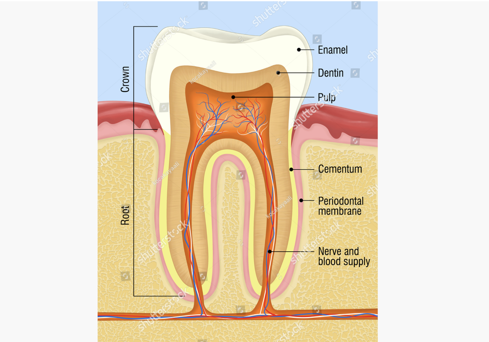 tooth, tooth anatomy, dental structure, tooth cross section, tooth cutaway diagram, tooth cross-section artwork, anatomy dental, dental illustration, dentistry, teeth, dentine, tooth internal structure, dental diagram, tooth anatomy drawing, dental cross section, tooth nerves, root canal, periodontal, tooth blood vessels, dental root anatomy, dental illustration artwork, tooth anatomy artwork, dental artwork, tooth structure illustration, dental cross-sectional view, tooth anatomy diagram, tooth anatomy illustration, dental illustration design, dental cutaway drawing