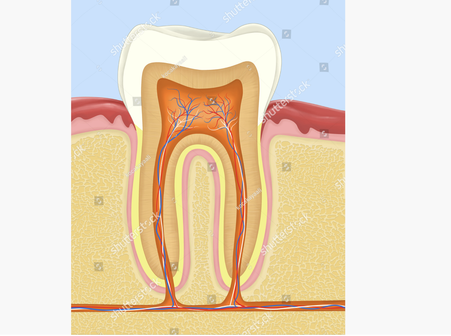 tooth, tooth anatomy, dental structure, tooth cutaway diagram, tooth cross-section artwork, anatomy dental, dental illustration, dentistry, teeth, dentine, tooth cross section, tooth internal structure, dental diagram, tooth anatomy drawing, dental cross section, tooth nerves, root canal, periodontal, tooth blood vessels, dental root anatomy, dental illustration artwork, tooth anatomy artwork, dental artwork, tooth structure illustration, dental cross-sectional view, tooth anatomy diagram, tooth anatomy illustration, dental illustration design, dental cutaway drawing